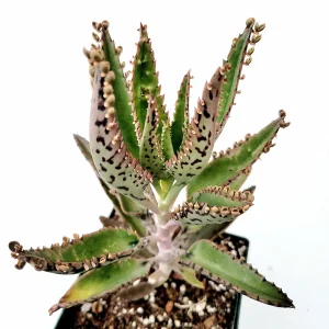 Kalanchoe Tubiflora 'Mother of Millions' Succulent Live Plant - Image 2