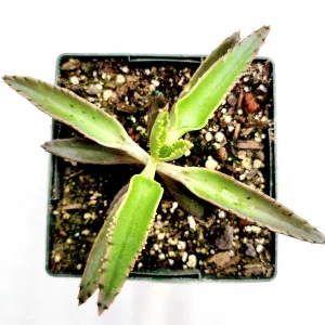 Kalanchoe Tubiflora 'Mother of Millions' Succulent Live Plant - Image 6