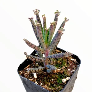 Kalanchoe Tubiflora 'Mother of Millions' Succulent Live Plant - Image 9