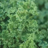Kale Seeds - Vates Blue Scotch Curled - Non-GMO Heirloom Vegetable Seeds - 12-18 inches - Image 1