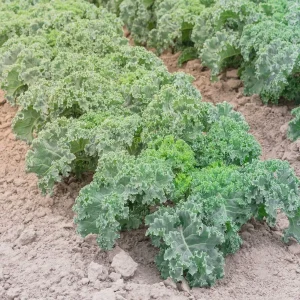 Kale Seeds - Vates Blue Scotch Curled - Non-GMO Heirloom Vegetable Seeds - 12-18 inches - Image 2