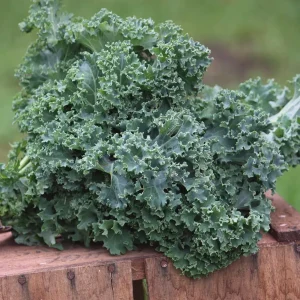Kale Seeds - Vates Blue Scotch Curled - Non-GMO Heirloom Vegetable Seeds - 12-18 inches - Image 3