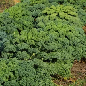 Kale Seeds - Vates Blue Scotch Curled - Non-GMO Heirloom Vegetable Seeds - 12-18 inches - Image 4
