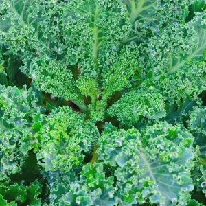Kale Seeds - Vates Blue Scotch Curled - Non-GMO Heirloom Vegetable Seeds - 12-18 inches - Image 5