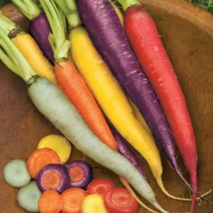 Kaleidoscope Blend Carrot Seeds - Non-GMO Vegetable Seeds for Gardeners - Image 2
