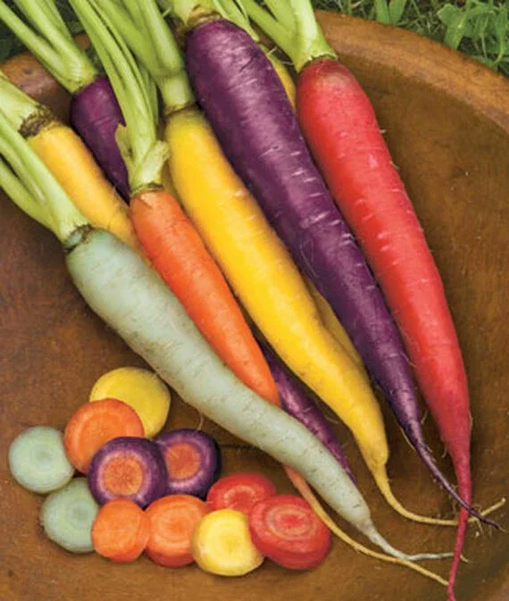 Kaleidoscope Blend Carrot Seeds - Non-GMO Vegetable Seeds for Gardeners - Image 2