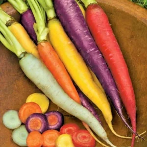 Kaleidoscope Blend Carrot Seeds - Non-GMO Vegetable Seeds for Gardeners - Image 1