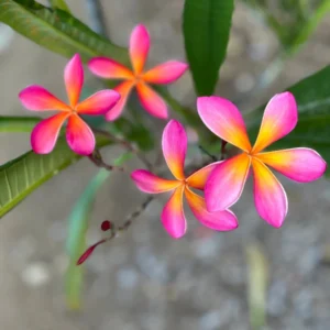 Kaneohe Sunburst Plumeria Unrooted Cutting 10-12 in – Tropical Exotic Plant - Image 2