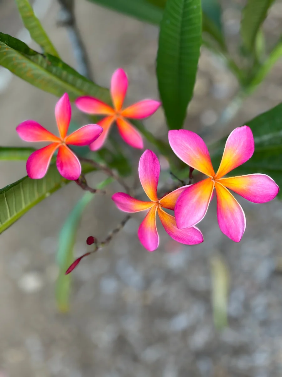 Kaneohe Sunburst Plumeria Unrooted Cutting 10-12 in – Tropical Exotic Plant - Image 2