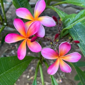 Kaneohe Sunburst Plumeria Unrooted Cutting 10-12 in – Tropical Exotic Plant - Image 3