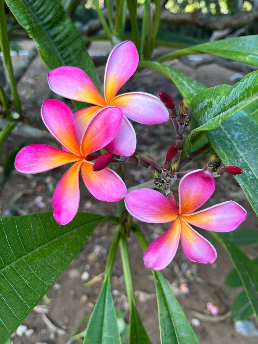 Kaneohe Sunburst Plumeria Unrooted Cutting 10-12 in – Tropical Exotic Plant - Image 3