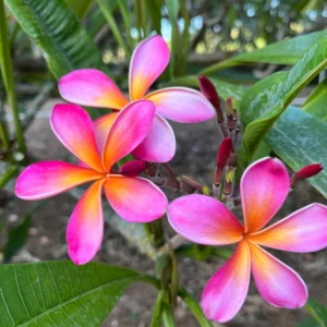 Kaneohe Sunburst Plumeria Unrooted Cutting 10-12 in – Tropical Exotic Plant - Image 1