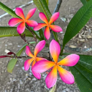 Kaneohe Sunburst Plumeria Unrooted Cutting 10-12 in – Tropical Exotic Plant - Image 4