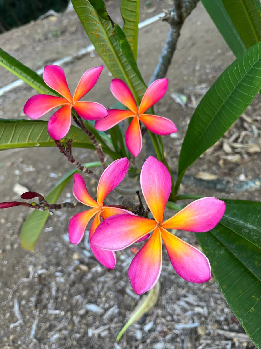 Kaneohe Sunburst Plumeria Unrooted Cutting 10-12 in – Tropical Exotic Plant - Image 4