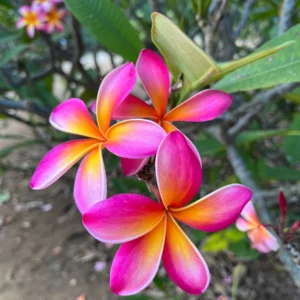 Kaneohe Sunburst Plumeria Unrooted Cutting 10-12 in – Tropical Exotic Plant - Image 5