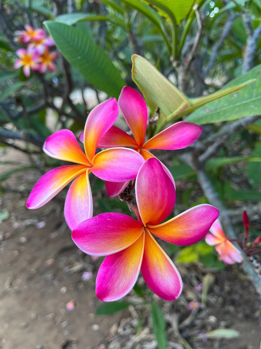 Kaneohe Sunburst Plumeria Unrooted Cutting 10-12 in – Tropical Exotic Plant - Image 5