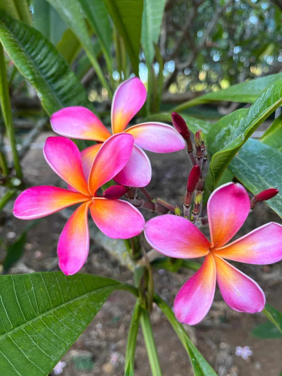 Kaneohe Sunburst Plumeria Unrooted Cutting 10-12 in – Tropical Exotic Plant - Image 1