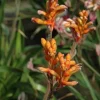 Kanga Orange Kangaroo Paw Live Plant - 6 inch Pot - Outdoor Accent - Image 1