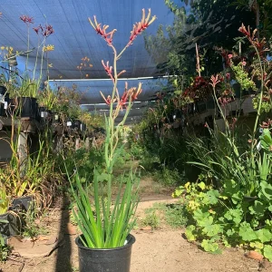 Kangaroo Paw 'Regal Velvet' Live Plant - Anigozanthos, 1-2 ft Tall - Image 2
