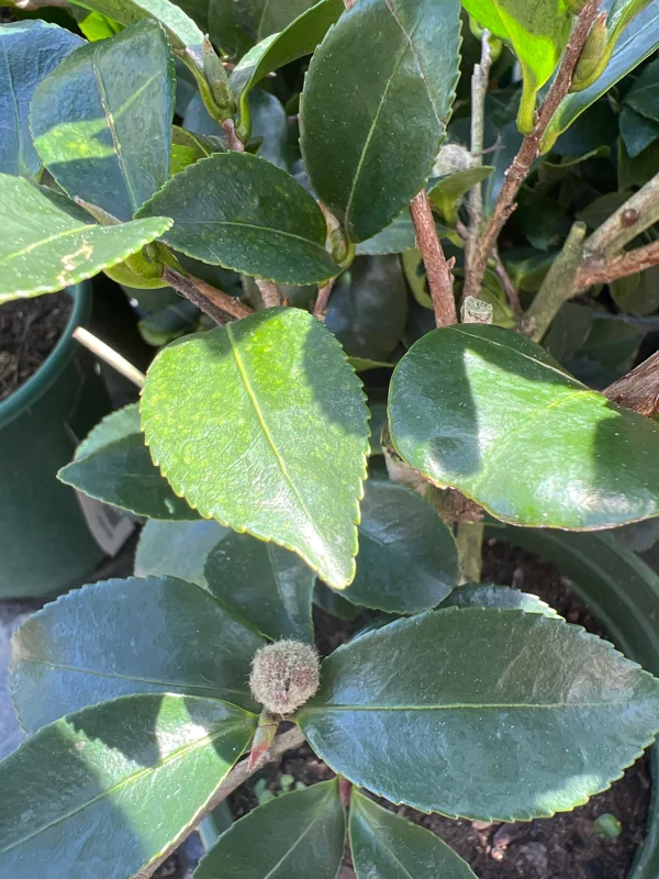 Kanjiro Camellia Live Plant – 1ft Tall – 1 Gallon Pot – Cherry Pink Flowers – Outdoor Shrub - Image 2