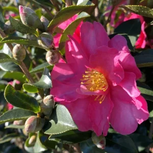 Kanjiro Camellia Live Plant – 1ft Tall – 1 Gallon Pot – Cherry Pink Flowers – Outdoor Shrub - Image 1