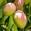 Karen Michelle Mango Live Plant – Grafted, 3 Gallon Pot, Fruit Tree - Image 1