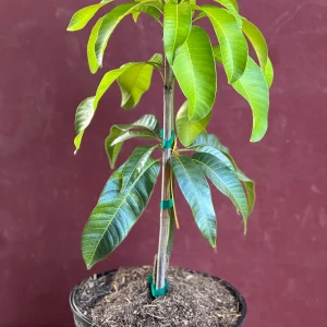 Karen Michelle Mango Live Plant – Grafted, 3 Gallon Pot, Fruit Tree - Image 2