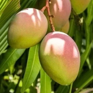 Karen Michelle Mango Live Plant – Grafted, 3 Gallon Pot, Fruit Tree - Image 1