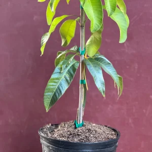 Karen Michelle Mango Live Plant – Grafted, 3 Gallon Pot, Fruit Tree - Image 4