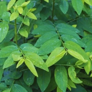 Katuk Live Starter Plant 6-12" Tall - Sauropus androgynus - Edible Perennial Green - Image 2