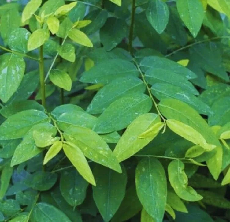 Katuk Live Starter Plant 6-12" Tall - Sauropus androgynus - Edible Perennial Green - Image 2