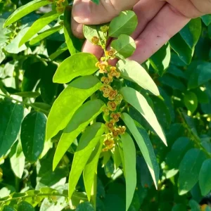 Katuk Live Starter Plant 6-12