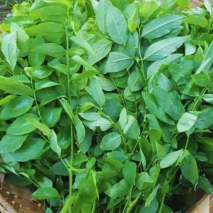 Katuk Live Starter Plant 6-12