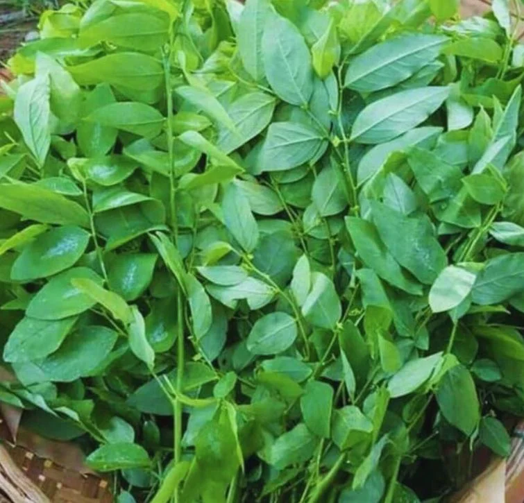 Katuk Live Starter Plant 6-12" Tall - Sauropus androgynus - Edible Perennial Green - Image 4