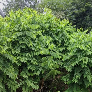 Katuk Live Starter Plant 6-12