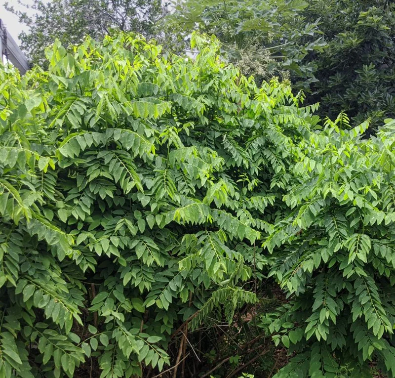 Katuk Live Starter Plant 6-12" Tall - Sauropus androgynus - Edible Perennial Green - Image 5