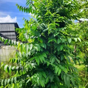 Katuk Live Starter Plant 6-12