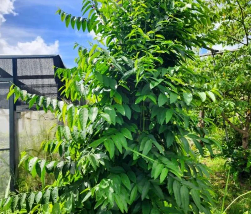 Katuk Live Starter Plant 6-12" Tall - Sauropus androgynus - Edible Perennial Green - Image 6