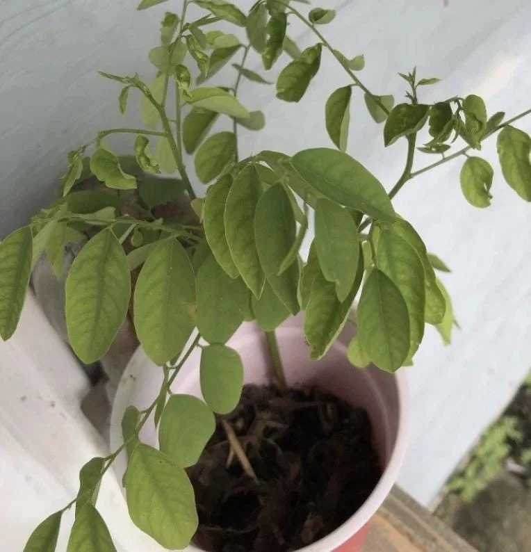 Katuk Live Starter Plant 6-12" Tall - Sauropus androgynus - Edible Perennial Green - Image 7