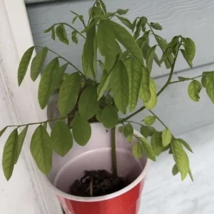 Katuk Live Starter Plant 6-12