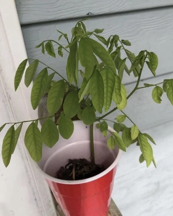 Katuk Live Starter Plant 6-12" Tall - Sauropus androgynus - Edible Perennial Green - Image 8