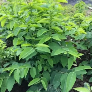 Katuk Live Starter Plant 6-12" Tall - Sauropus androgynus - Edible Perennial Green - Image 1