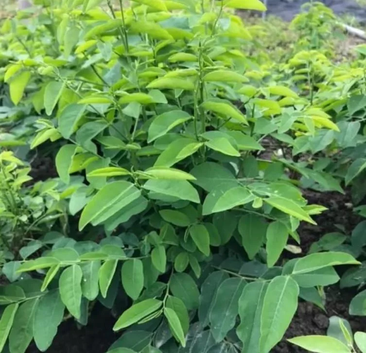 Katuk Live Starter Plant 6-12" Tall - Sauropus androgynus - Edible Perennial Green - Image 1