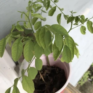 Katuk Plant in Cup - Asparagus Sweet Leaf Live Plant, Sauropus Androgynus Rau Ngót, Potted Vegetable - Image 2