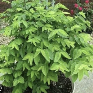 Katuk Plant in Cup - Asparagus Sweet Leaf Live Plant, Sauropus Androgynus Rau Ngót, Potted Vegetable - Image 3