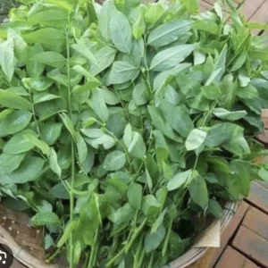 Katuk Plant Live - Asparagus Sweet Leaf (Sauropus androgynus) - Potted Vegetable - Image 4