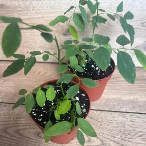 Katuk Sweet Leaf Live Plant (Sauropus androgynus) - 4 inch Pot - Image 6