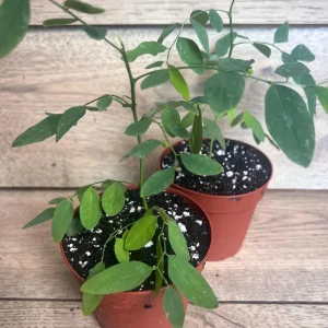 Katuk Sweet Leaf Live Plant (Sauropus androgynus) - 4 inch Pot - Image 8