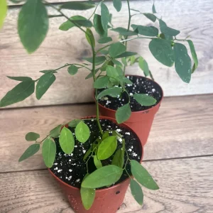 Katuk Sweet Leaf Live Plant (Sauropus androgynus) - 4 inch Pot - Image 9