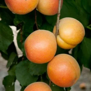 Katy Apricot Tree Live Plant – 3-4 Feet Tall – 3 Gallon Pot – Outdoor - Image 1